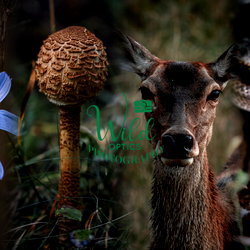Wild Optics photo