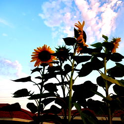 Hot & Spicy Tofu | Seductive Content for Onlyfans