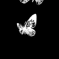 Libra photo