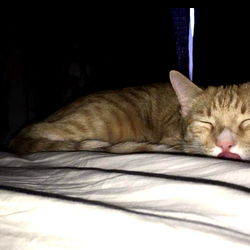 blizzardkaiser photo