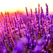 Lavender Jones photo